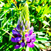 Lupine sier