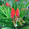 Monbretia  Crocosmia 